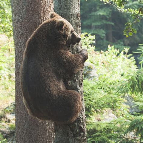 Can Bears Climb Trees Dispelling A Dangerous Myth We Love Bears Blog