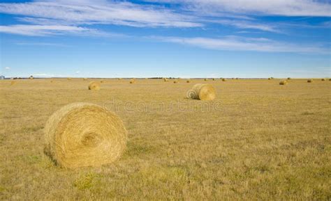 Hay Bales Stock Image Image Of Landscape Crop Feed 27255535