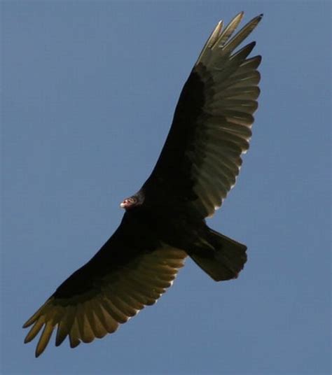 Plainfield Today Vultures Scavenging Muhlenberg