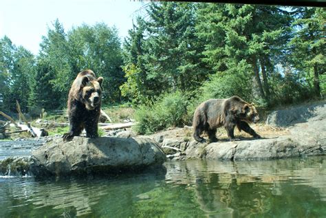 Woodland Park Zoo Seattle Wa