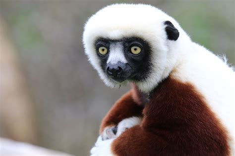 Coquerels Sifaka At Chester Zoo 30012022 Zoochat