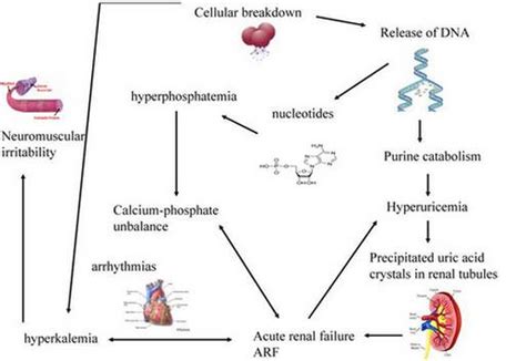 Tumor Lysis Syndrome Stepwards