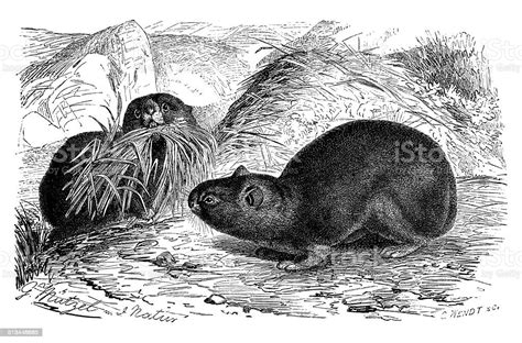 Antique Illustration Of Alpine Pika Stock Illustration Download Image