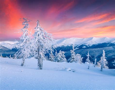 Great Winter Sunrise In Carpathian Mountains With Snow Covered Fir