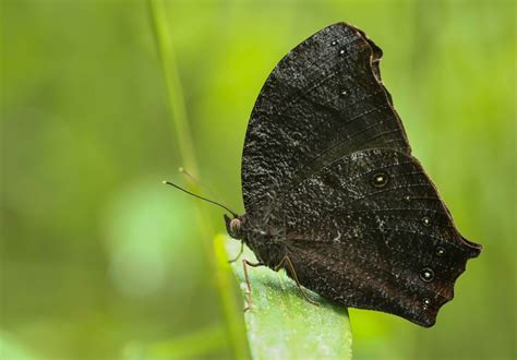 Butterflies Of Vietnam 171 Melanitis Phedima The Dark Evening Brown