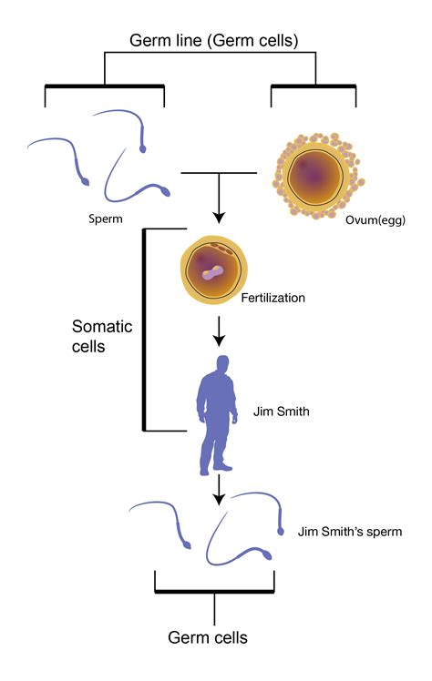 Somatic Cells