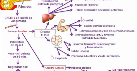 Fisiología Humana Mapa conceptual De la Insulina