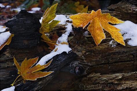 Yosemite Autumn Eloquent Images By Gary Hart