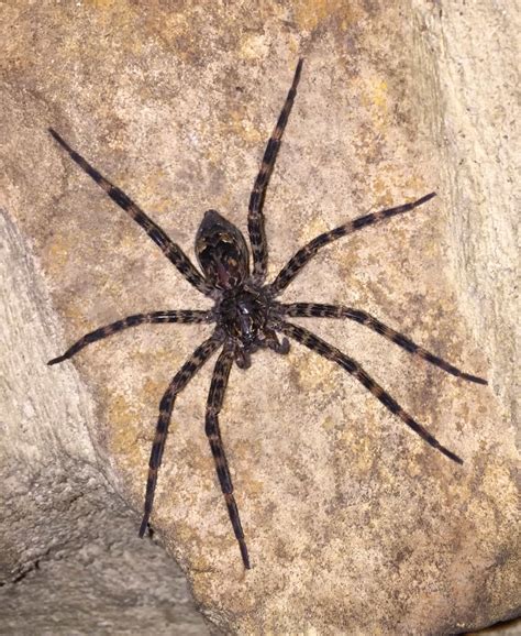 Spiders In Pennsylvania Species And Pictures