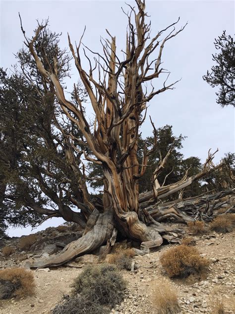 Ancient Bristlecone Pine Forrest Bishop Ca Travel