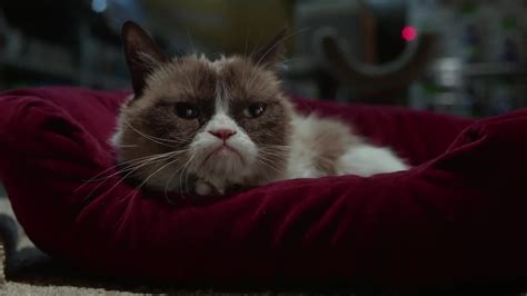 Grumpy Cat Worst Christmas Ever Lifetime 07 Tars Tarkasnet