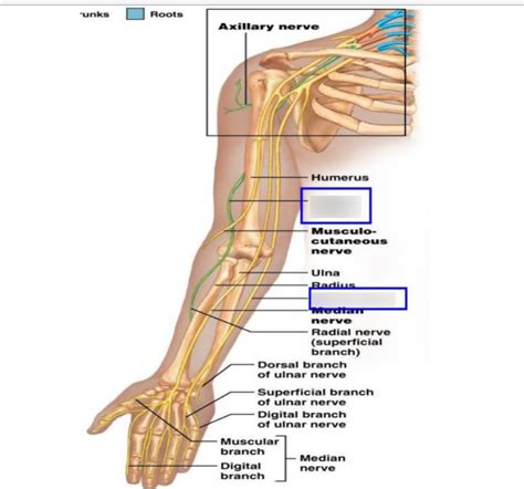 Lab 9 Brachial Plexus Nerves Anterior View Of Arm Diagram Quizlet