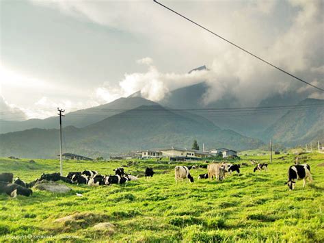 This is desa dairy farm (kundasang) by azrul humaidi on vimeo, the home for high quality videos and the people who love them. Desa Cattle Dairy Farm , Kundasang Seakan Berada Di New ...