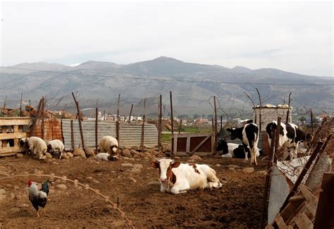 Idf Will Return Cows That Strayed Over Lebanese Border Hamodia Com