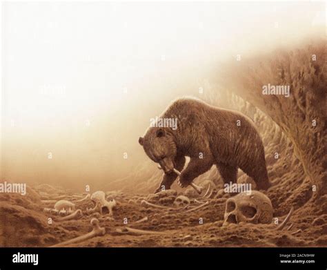 Prehistoric Bear Eating Human Bones Artwork Of A Now Extinct Ursus