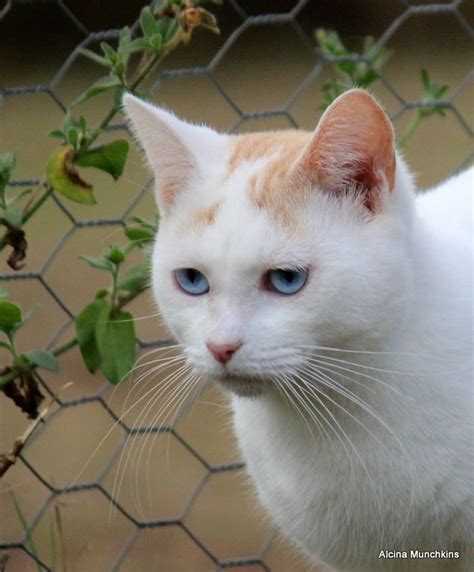 The appearance of this cat breed is the product of a natural genetic mutation. Pin by Janet McArthun on Alcina Munchkins cat | Cats ...