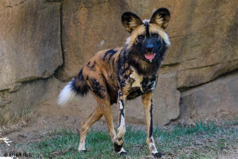 African Painted Dog Passes Away Cincinnati Zoo And Botanical Garden