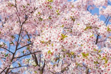 Beautiful Cherry Blossom Flower Meaning Symbolism And Uses Growingvale