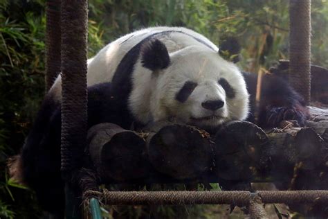 Mexicos Two Special Giant Pandas Cgtn
