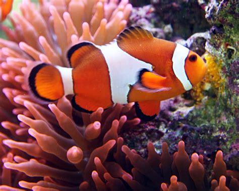 Top 4 Exciting Facts About Clownfish Eggs In Aquarium