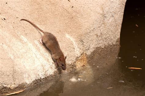Common Brown Rat In Urban Environment Ipm