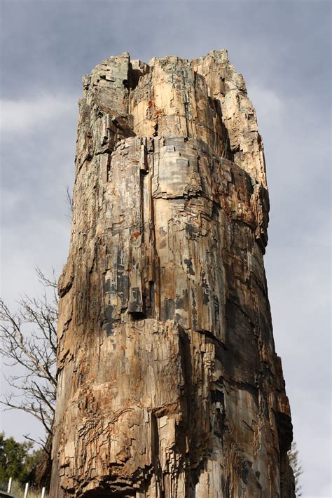 Top Of Petrified Redwood Tree Yellowstone National Park Flickr