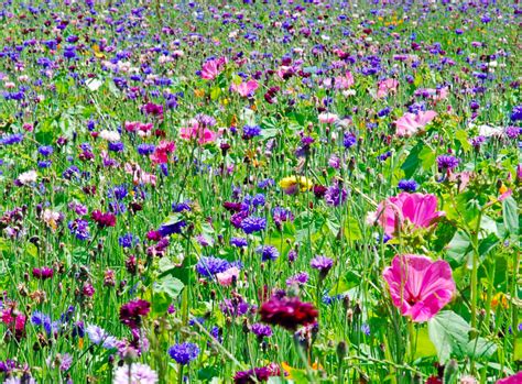 Producers and suppliers of quality wildflower seed. Free Wildflower Seeds | Free Stuff