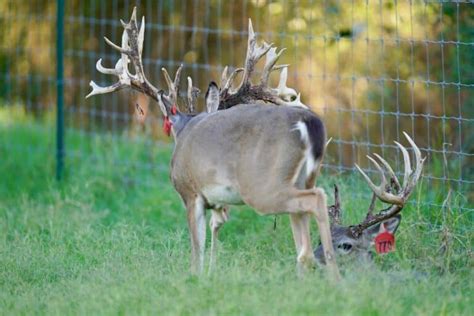 M3 Whitetailsremember 2 Year Old Whitetail Bucks In The Good Ol Days