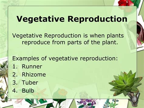 Ppt Plant Reproduction Powerpoint Presentation Free Download Id