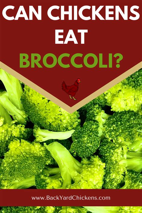 Can Chickens Eat Broccoli All You Need To Know Chicken Eating