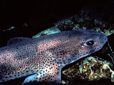 Small Spotted Catshark Institut Océanographique Paul Ricard