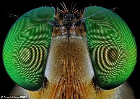 Incredible Close Up Shots Of Insects Daily Mail Online