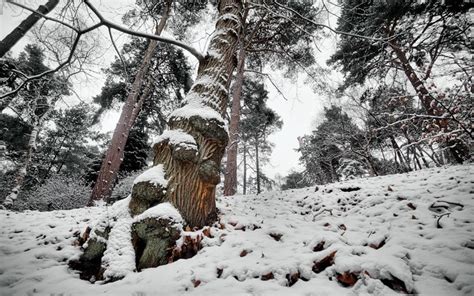 786084 Forests Winter Trees Snow Trunk Tree Rare Gallery Hd