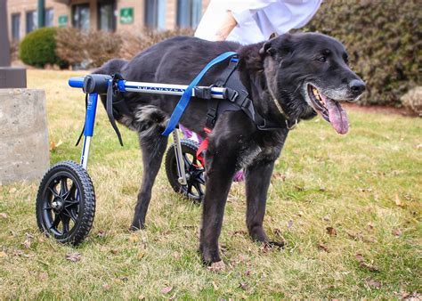 Walkin Wheels® Dog Wheelchair Fully Adjustable Dog Wheelchair
