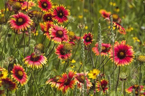 Best Texas Hill Country Wildflowers Of 2017 Willow Point Resort