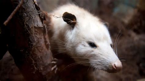 How To Get Rid Of Possums Keep Them Away From Your House And Yard