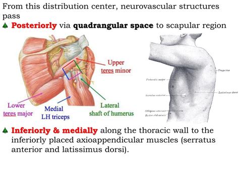 Ppt Axilla And Brachial Plexus Powerpoint Presentation Free Download