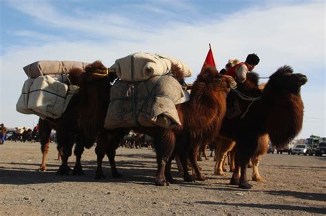 The Annual Ten Thousand Camel Festival An Event Not To Be Missed