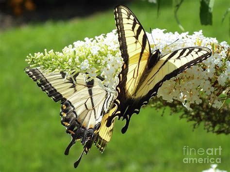 Double The Pleasure Eastern Tiger Swallowtails Photograph By Cindy