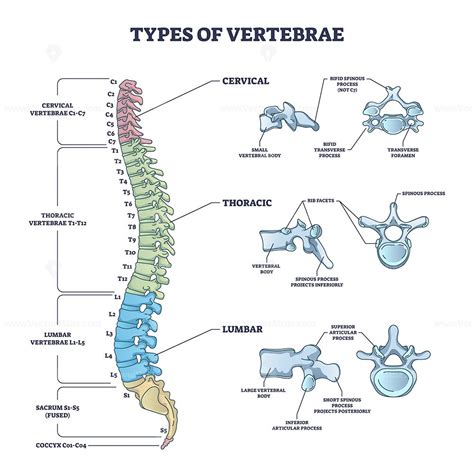Types Of Vertebrae And Cervical Thoracic And Lumbar Division Outline Diagram Labeled
