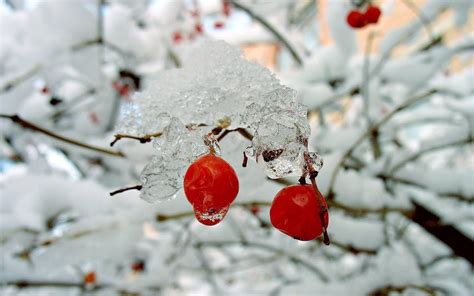 Nature Winter Red Berries Rose Hips Snow Bushes Wallpaper 1920x1200