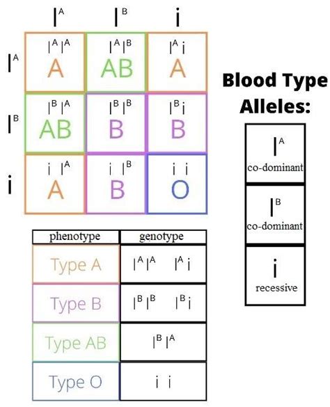 What Are Multiple Alleles Describe Multiple Alleles With The Help Of