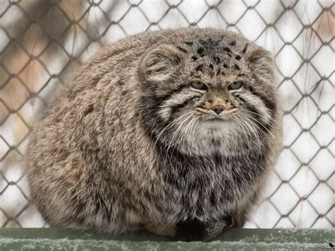 Pallass Cat Otocolobus Manul Northern Mongolia It Is Well
