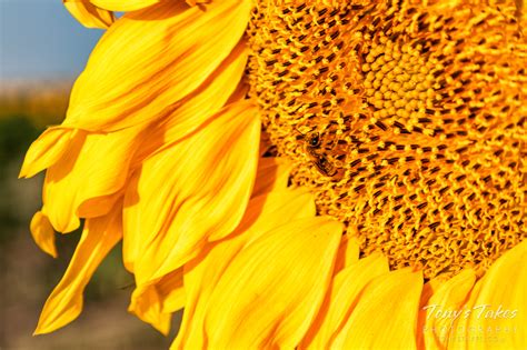 Sunflowers Tonys Takes Photography