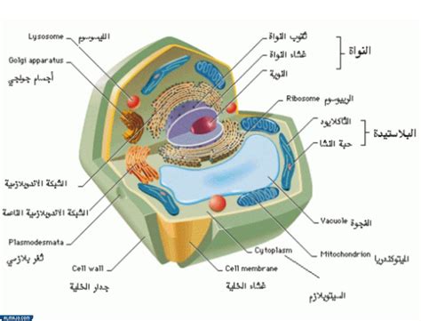 تتميز الخلية النباتية عن الحيوانية بوجود