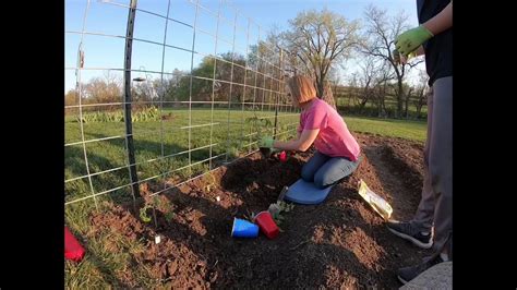 Planting Tomatoes Cattle Panel Trellis Youtube