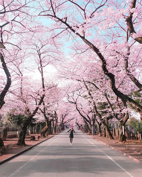 Pemandangan Bunga Sakura Di Jepang Gambar Viral Hd