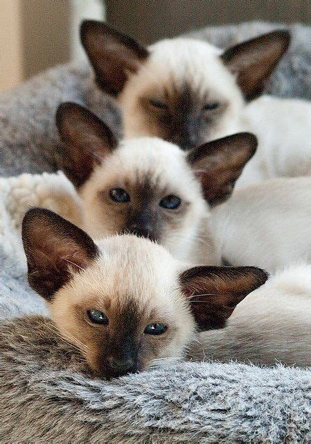 448 Best Siamese Addiction Images On Pinterest Siamese Cats Cats And