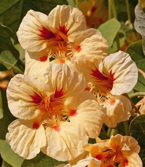 Plant at fence posts in light, dry soil, then plant gloriosa daisy between the posts for striking contrast. Nasturtium 'Peach Melba' - Applewood Seed Company ...