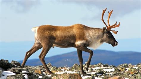 Province Should Do More To Protect Dwindling Caribou Populations Urges